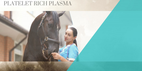 PRP-Methode in der Veterinärmedizin: Eine innovative Therapie für Tiergesundheit und Regeneration